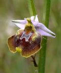 Ophrys cinnabarina